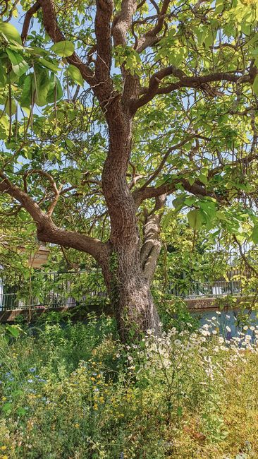 A greenhouse with a curved glass roof and metal framework is situated behind a lush garden bed filled with a variety of flowering plants, shrubs, and greenery. The garden features a narrow stone pathw